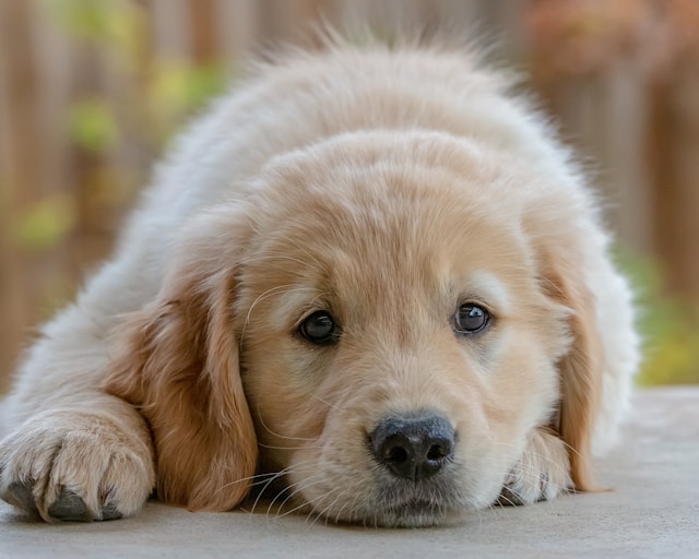 5-most-affectionate-dog-breeds