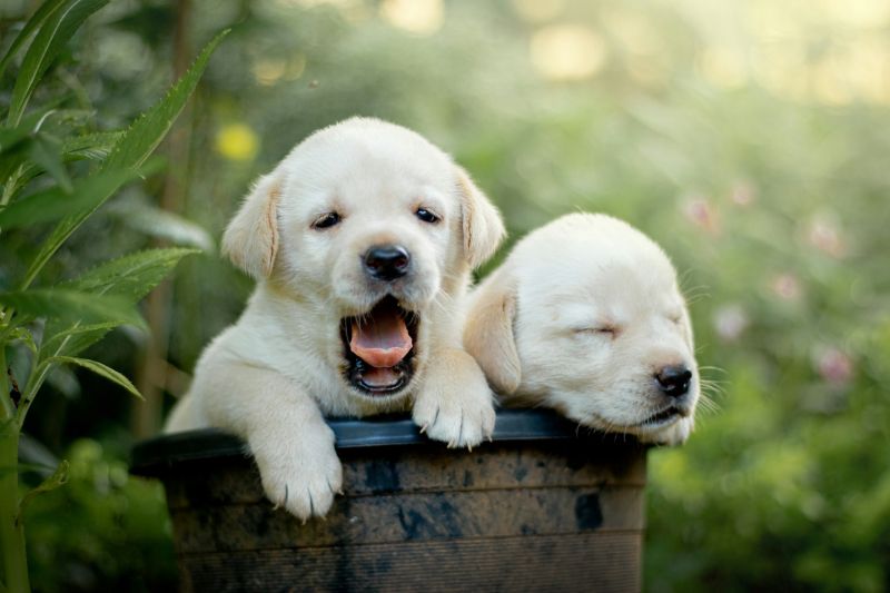 5-most-affectionate-dog-breeds