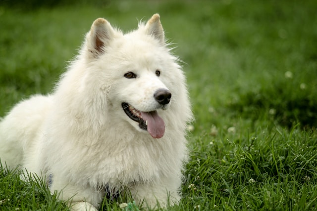 5-most-affectionate-dog-breeds