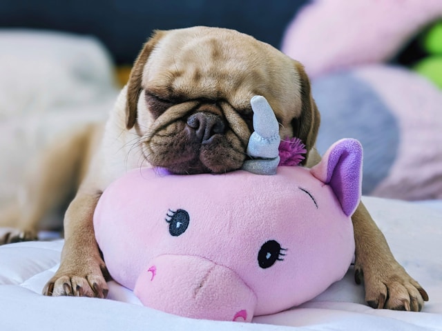 5-most-affectionate-dog-breeds
