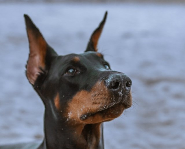 5-most-dangerous-dogs