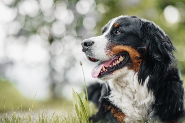 the-5-dog-breeds-that-live-the-least
