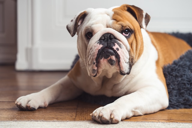 the-5-dog-breeds-that-live-the-least