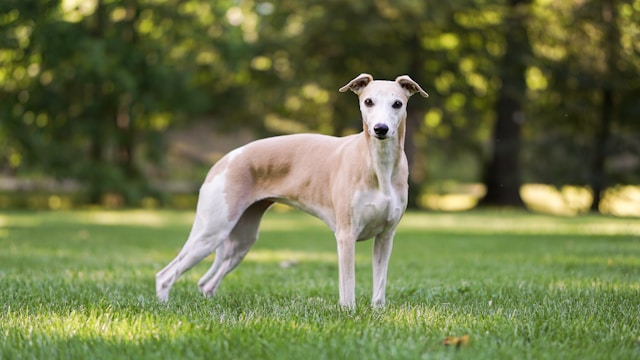 the-5-dog-breeds-that-live-the-least