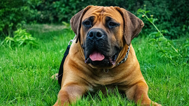 the-5-dog-breeds-that-live-the-least