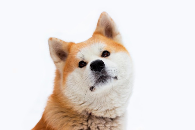 5-most-dangerous-dogs