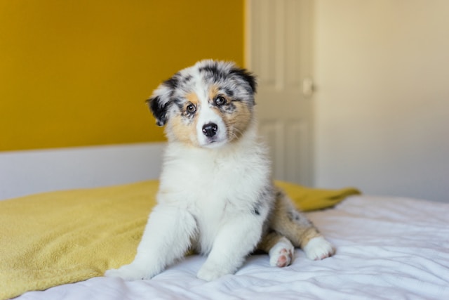 5-longest-living-dog-breeds