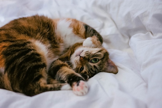 10-beautiful-cat-names