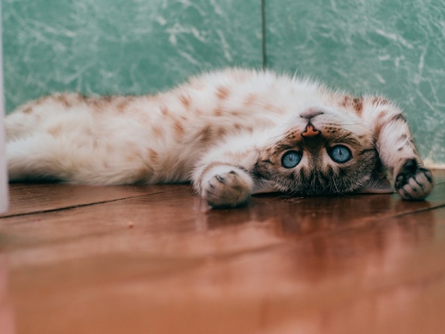 10-beautiful-cat-names