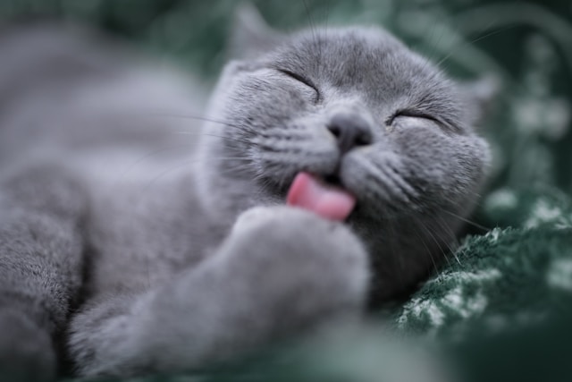 10-beautiful-cat-names