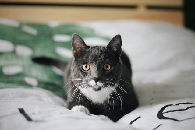 10-beautiful-cat-names