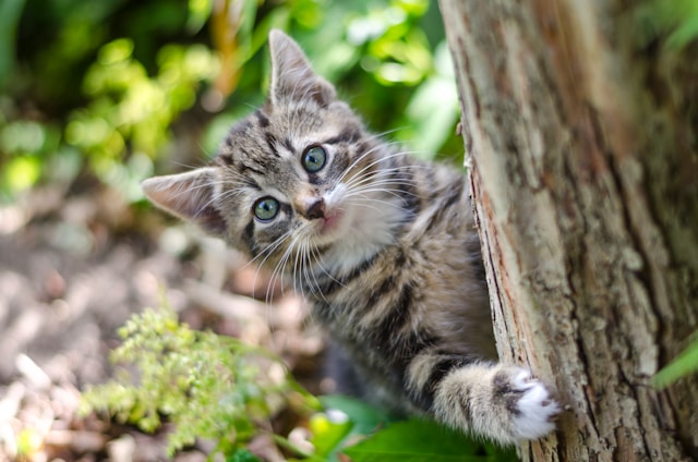 10-beautiful-cat-names