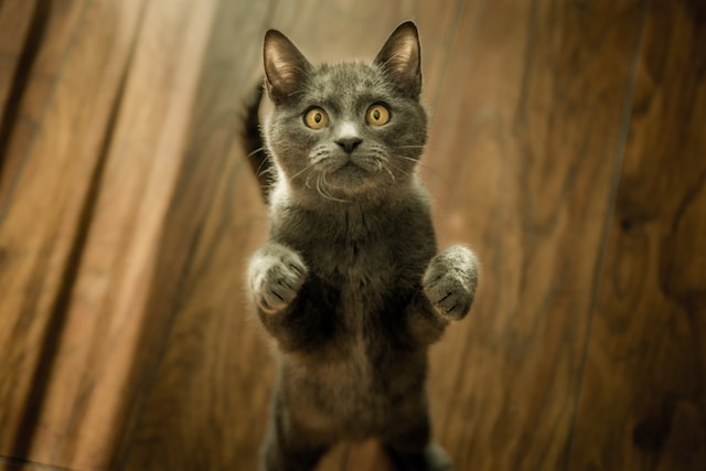 10-beautiful-cat-names