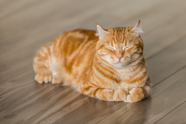 10-beautiful-cat-names