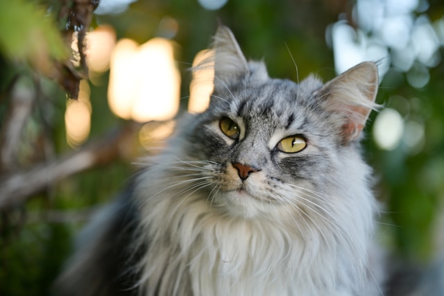 10-beautiful-cat-names