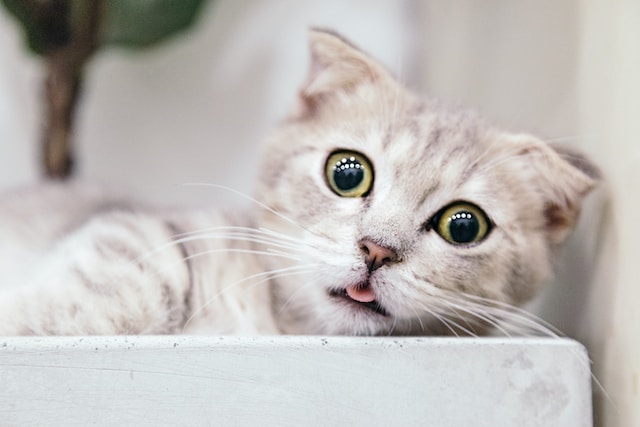10-beautiful-cat-names