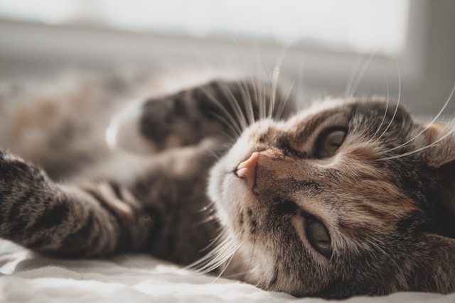 10-beautiful-cat-names