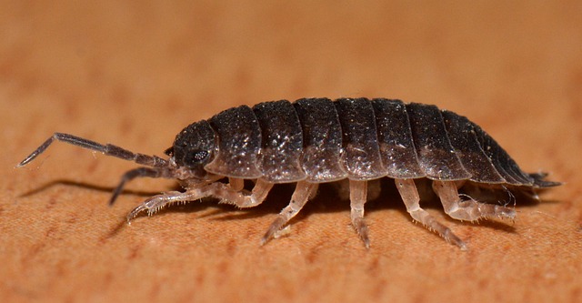 5-insects-you-don-t-know-you-have-in-your-house
